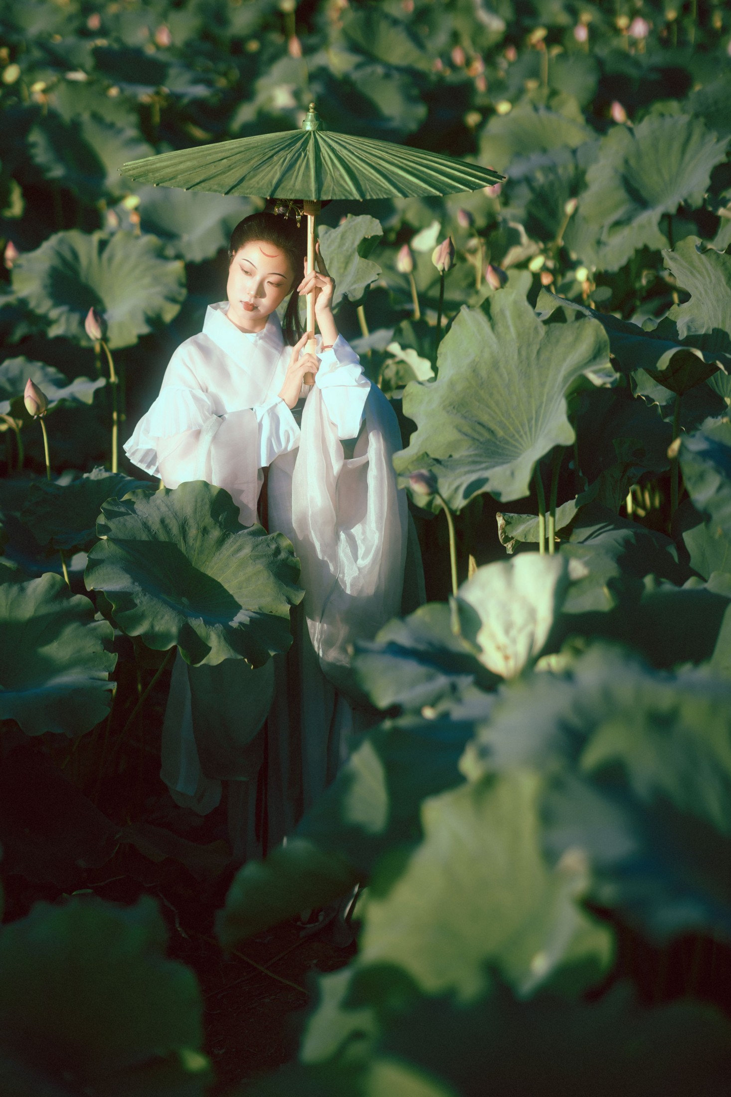 晚荷