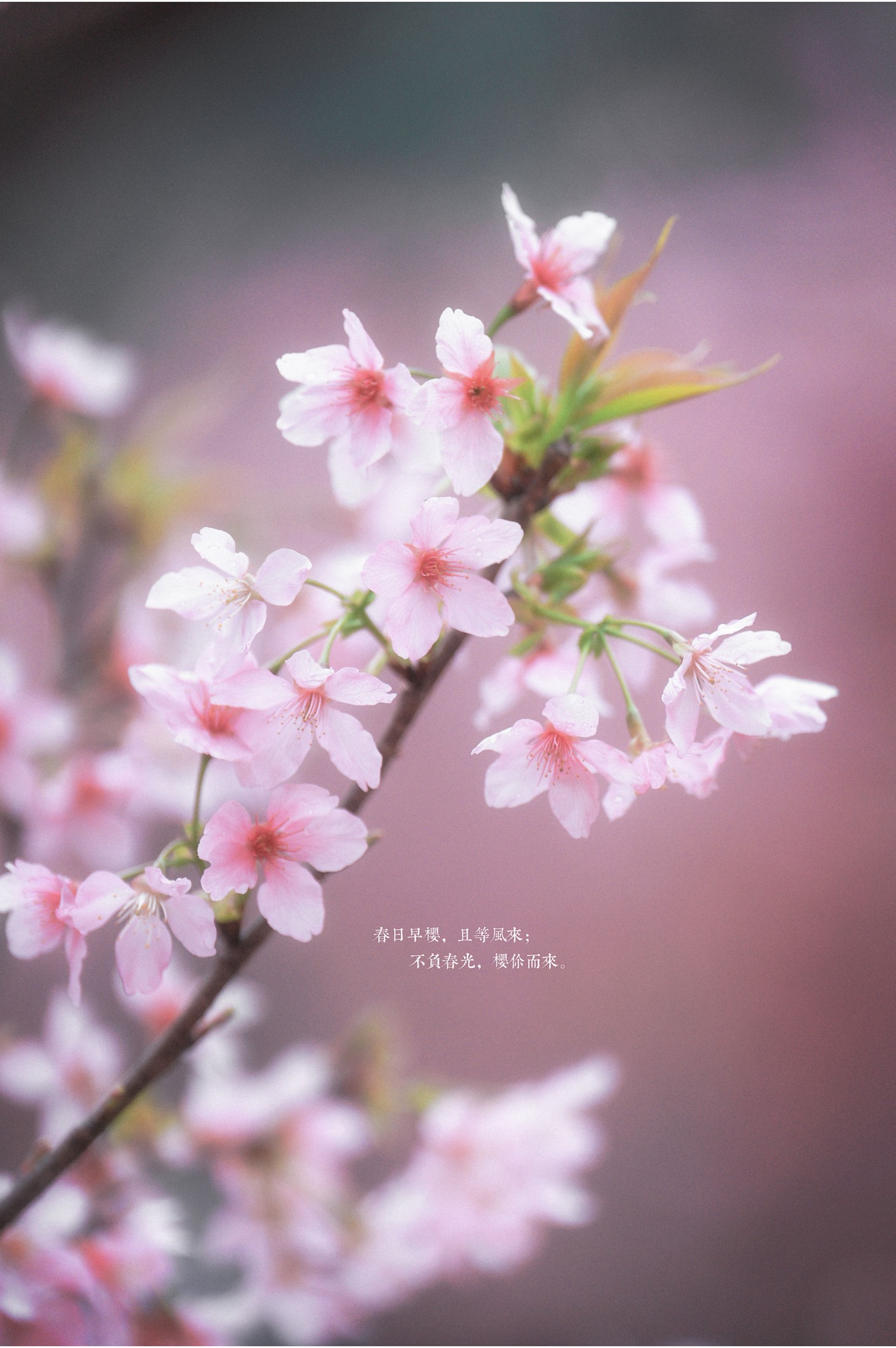 古风人像拍摄-樱花-陌上花开