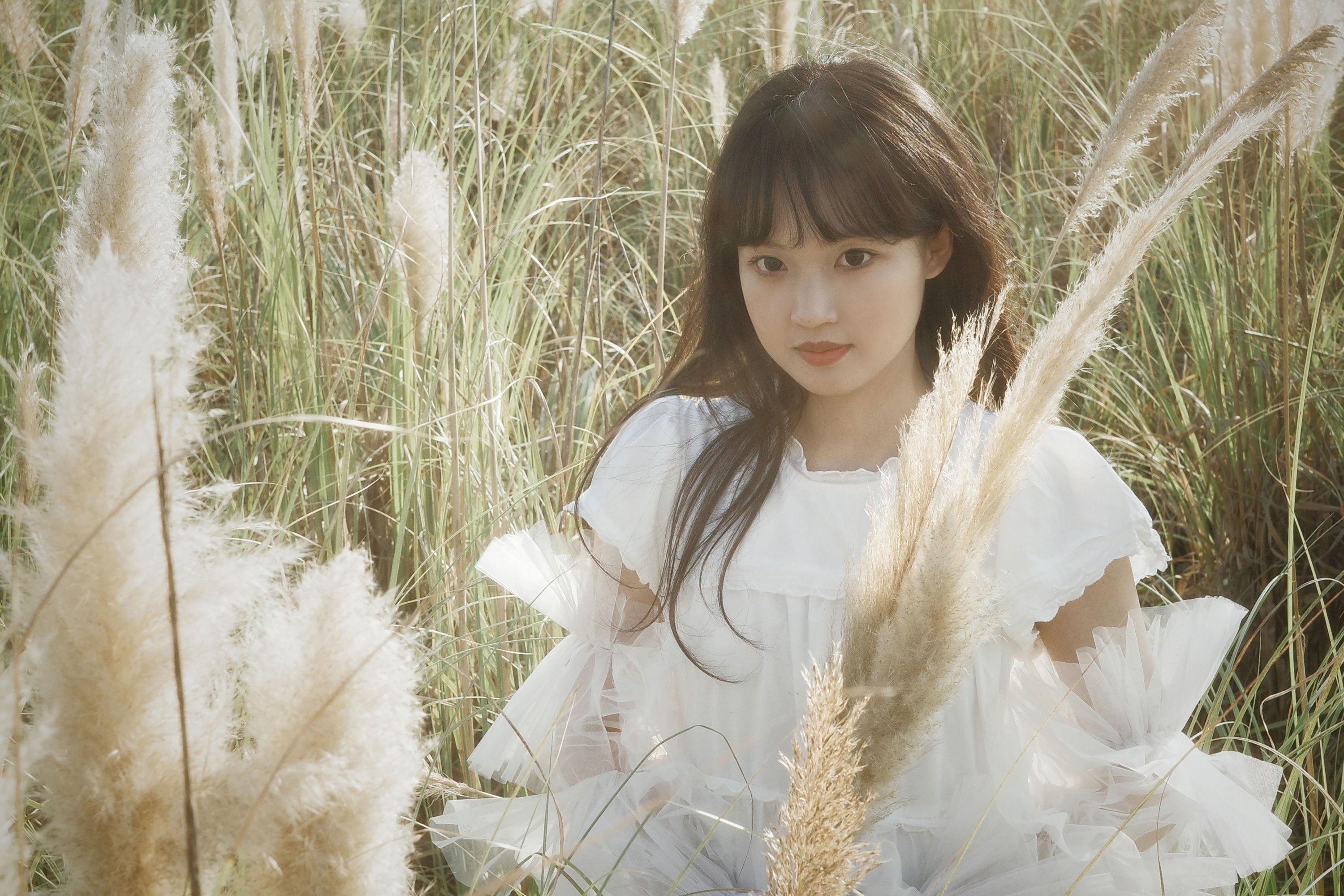 芦苇幻梦