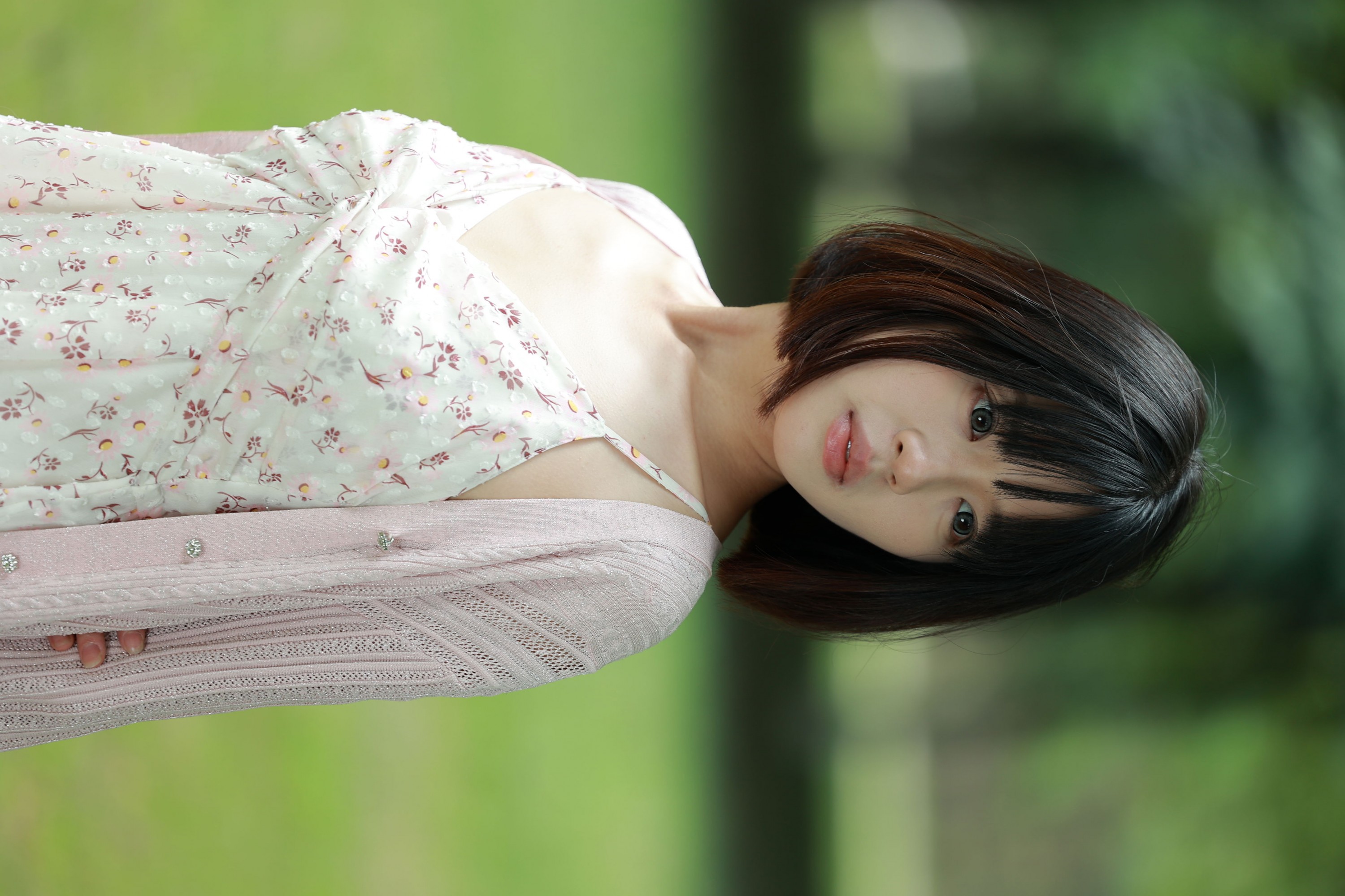 雏菊