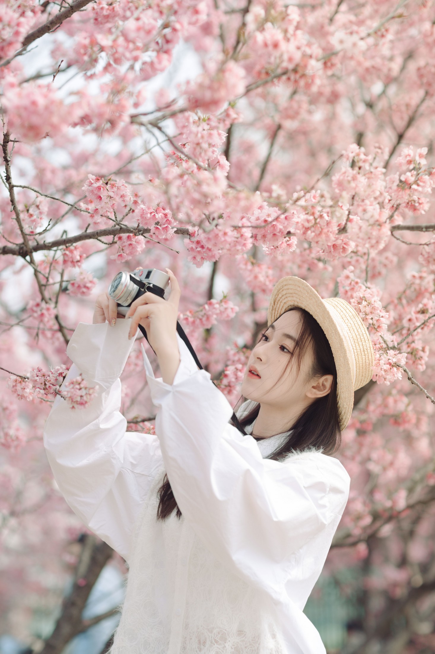 樱花盛开