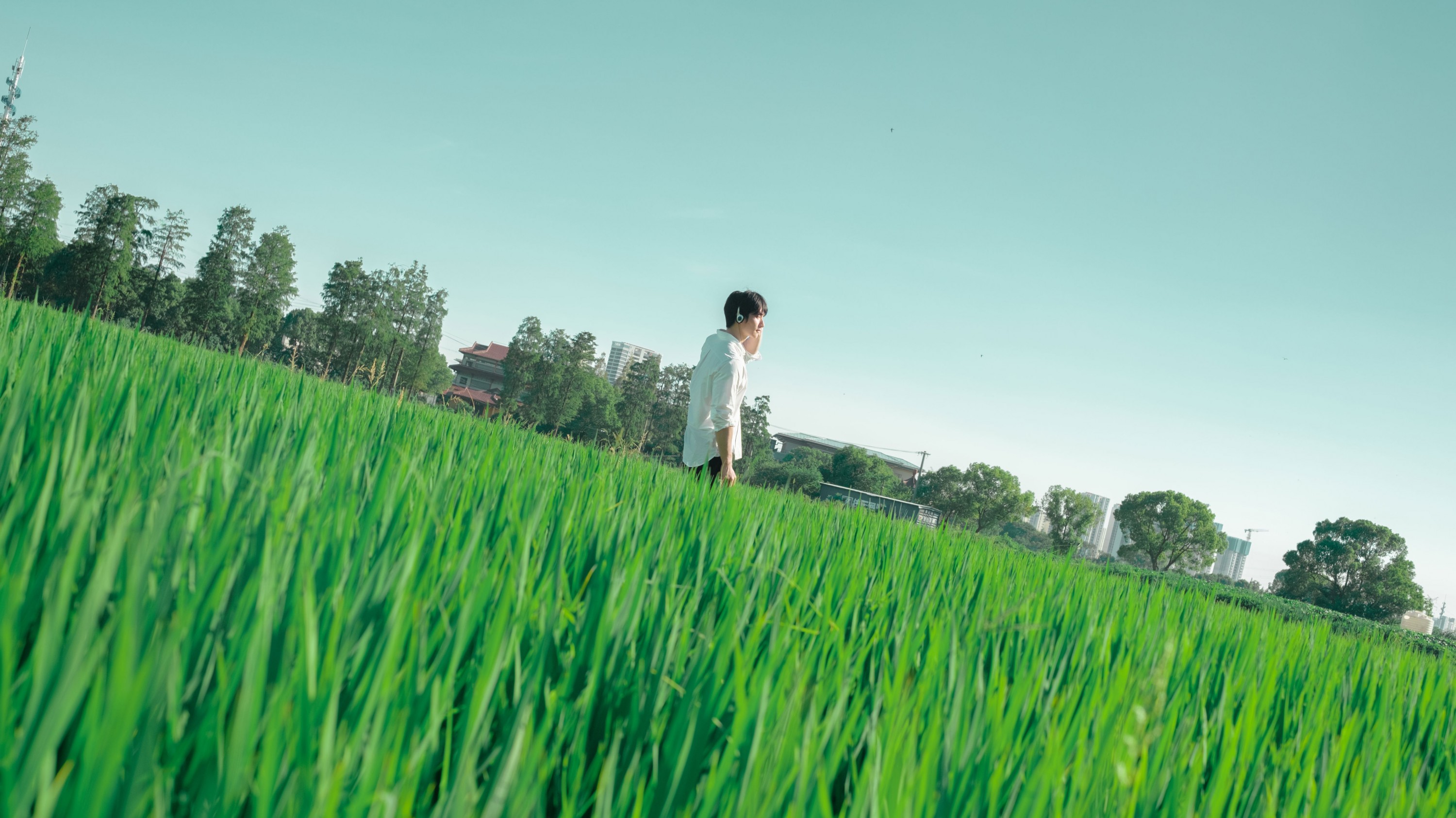 水稻的田园写真