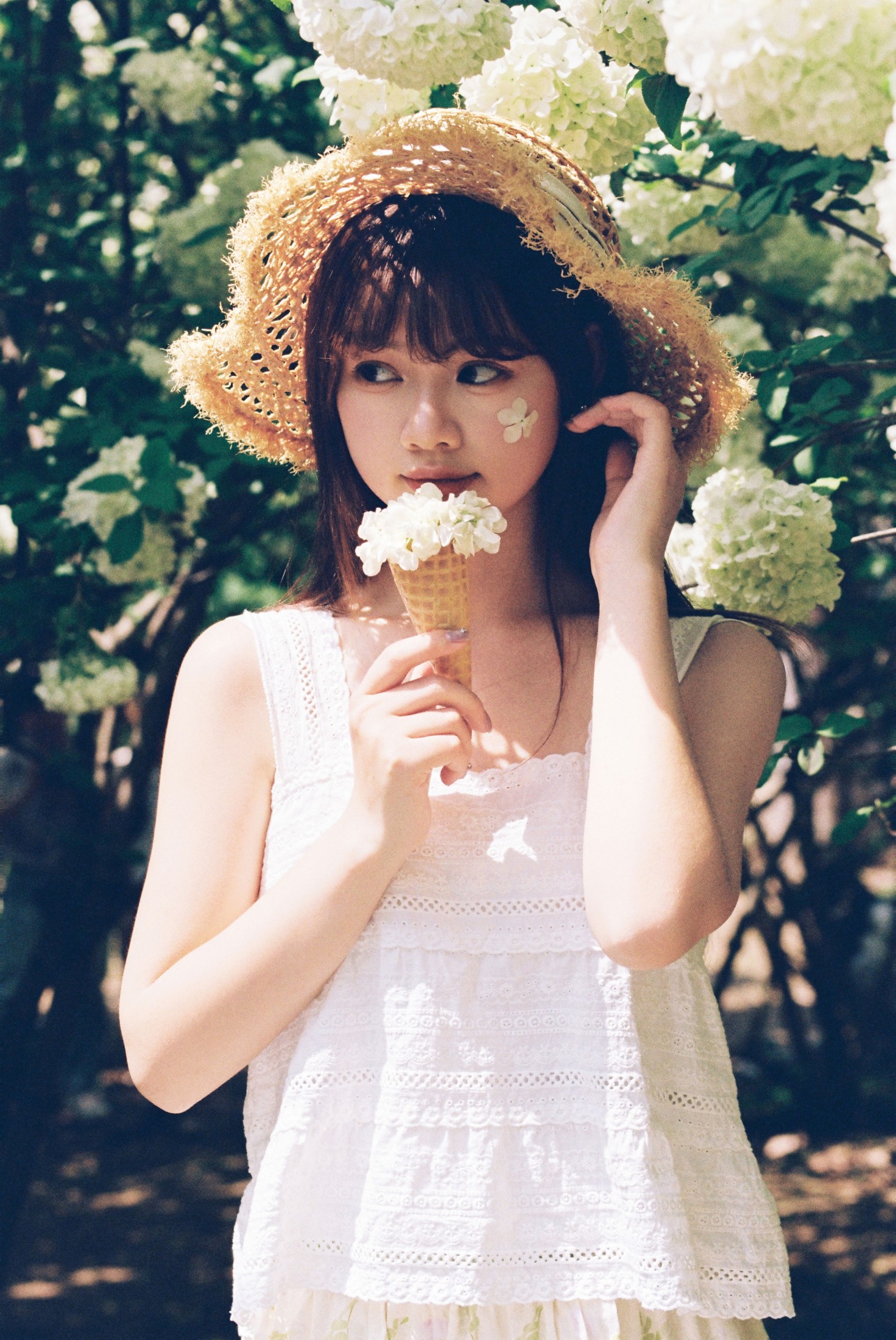 木绣球的夏天