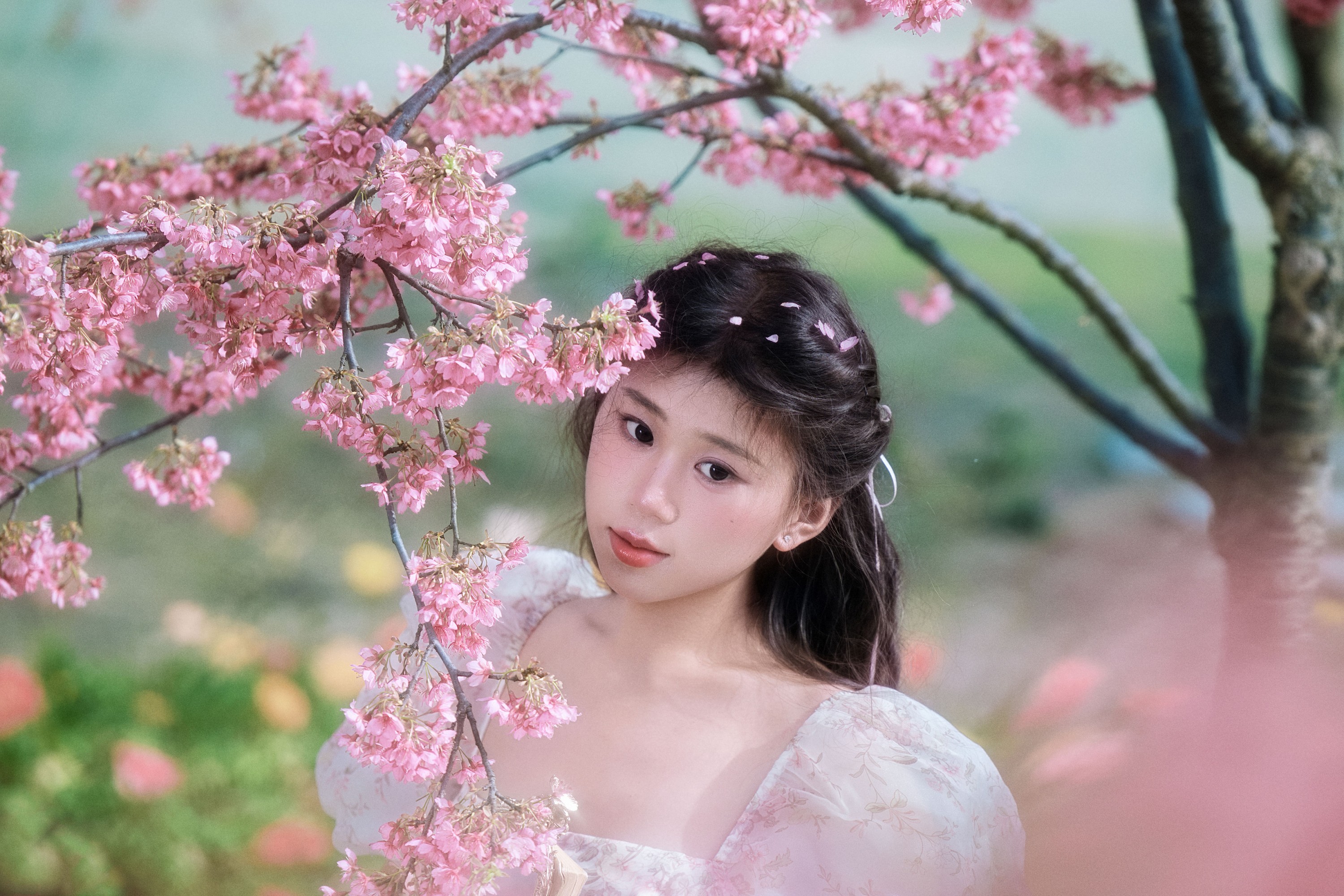 樱花树下