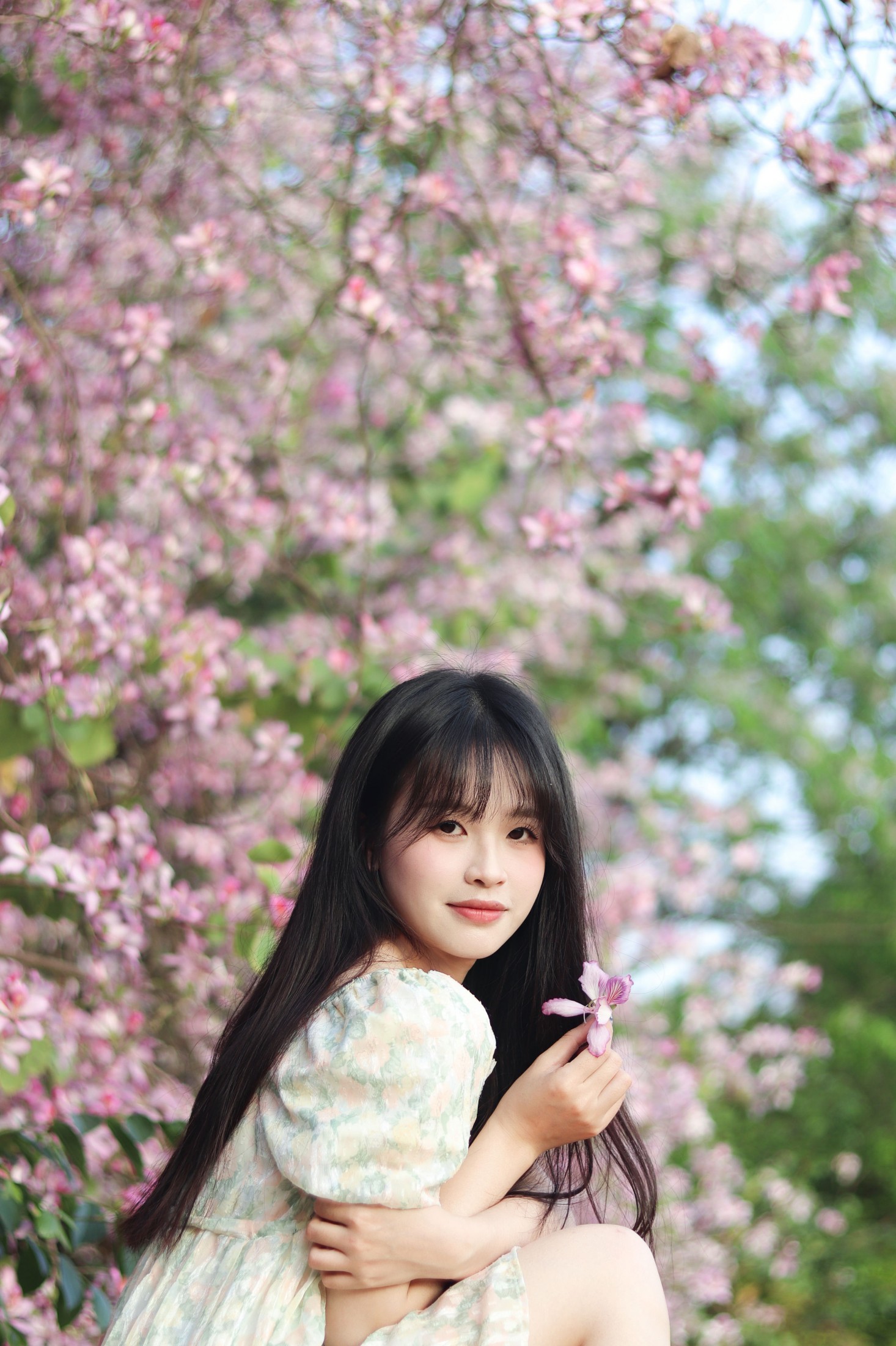 《紫荆花满城》[21P]