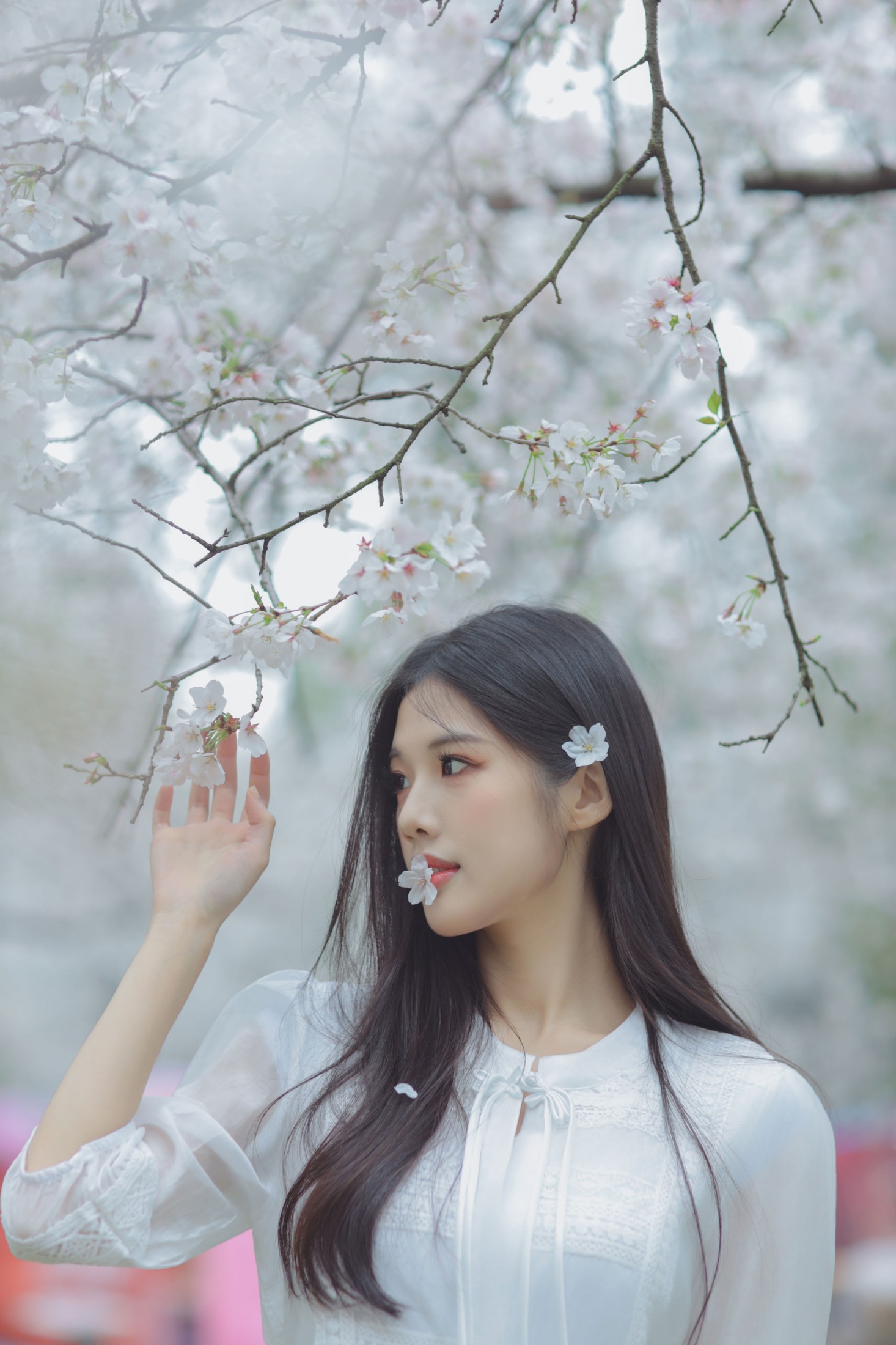 西西 - 《白色樱花》[28P]