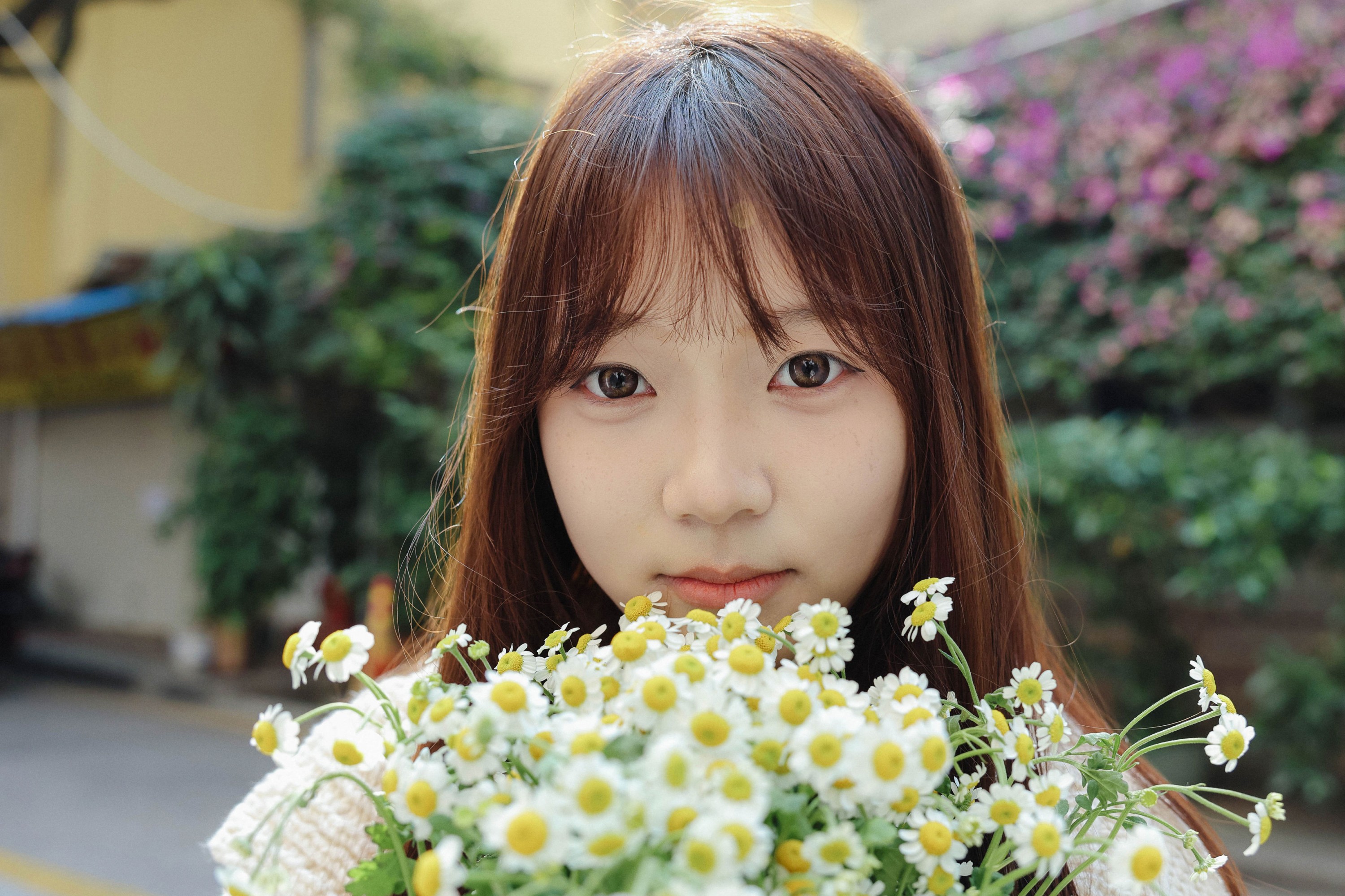 《雏菊少女》[24P]