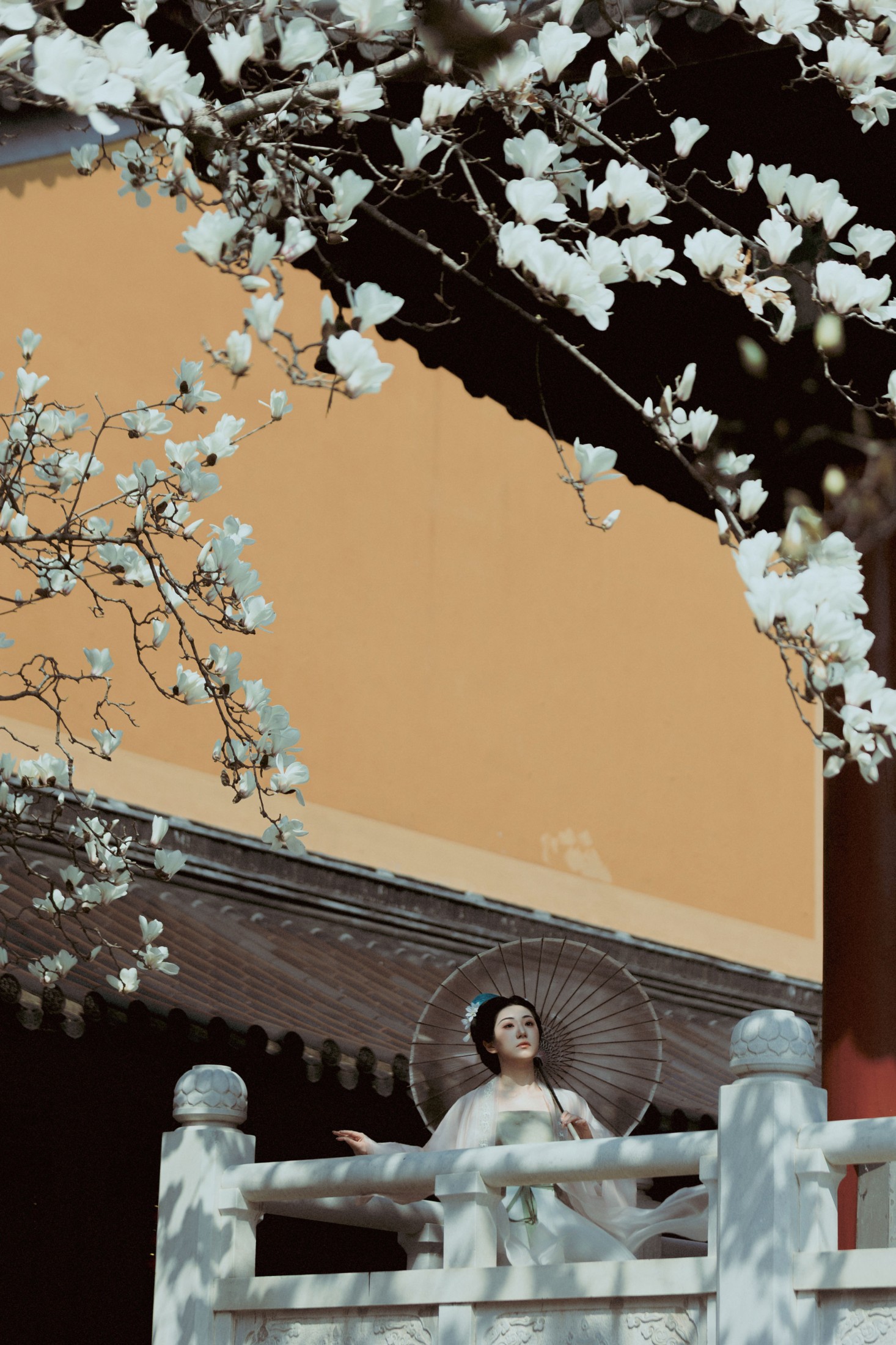 《古寺玉兰》[39P]
