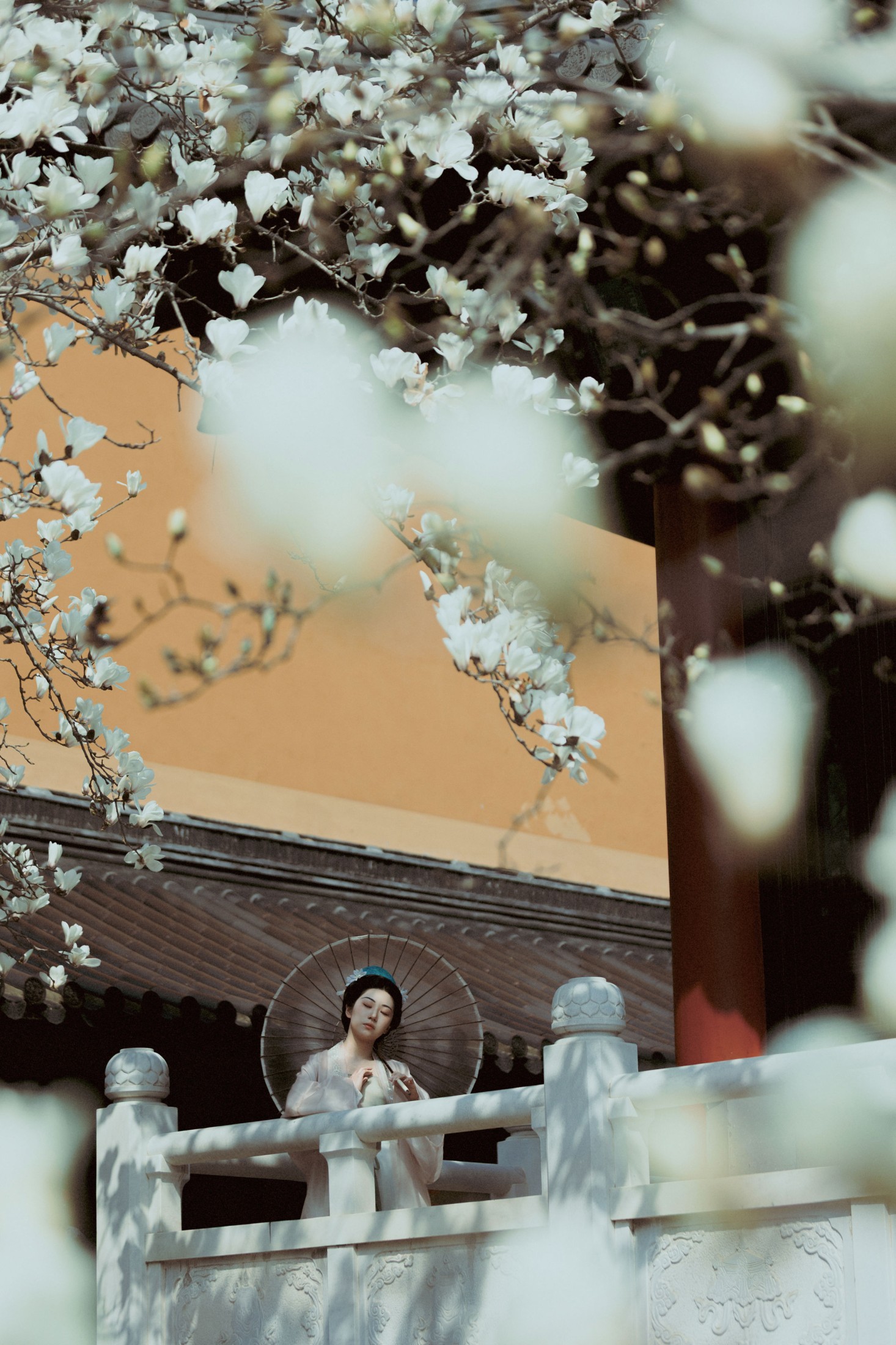 《古寺玉兰》[39P]