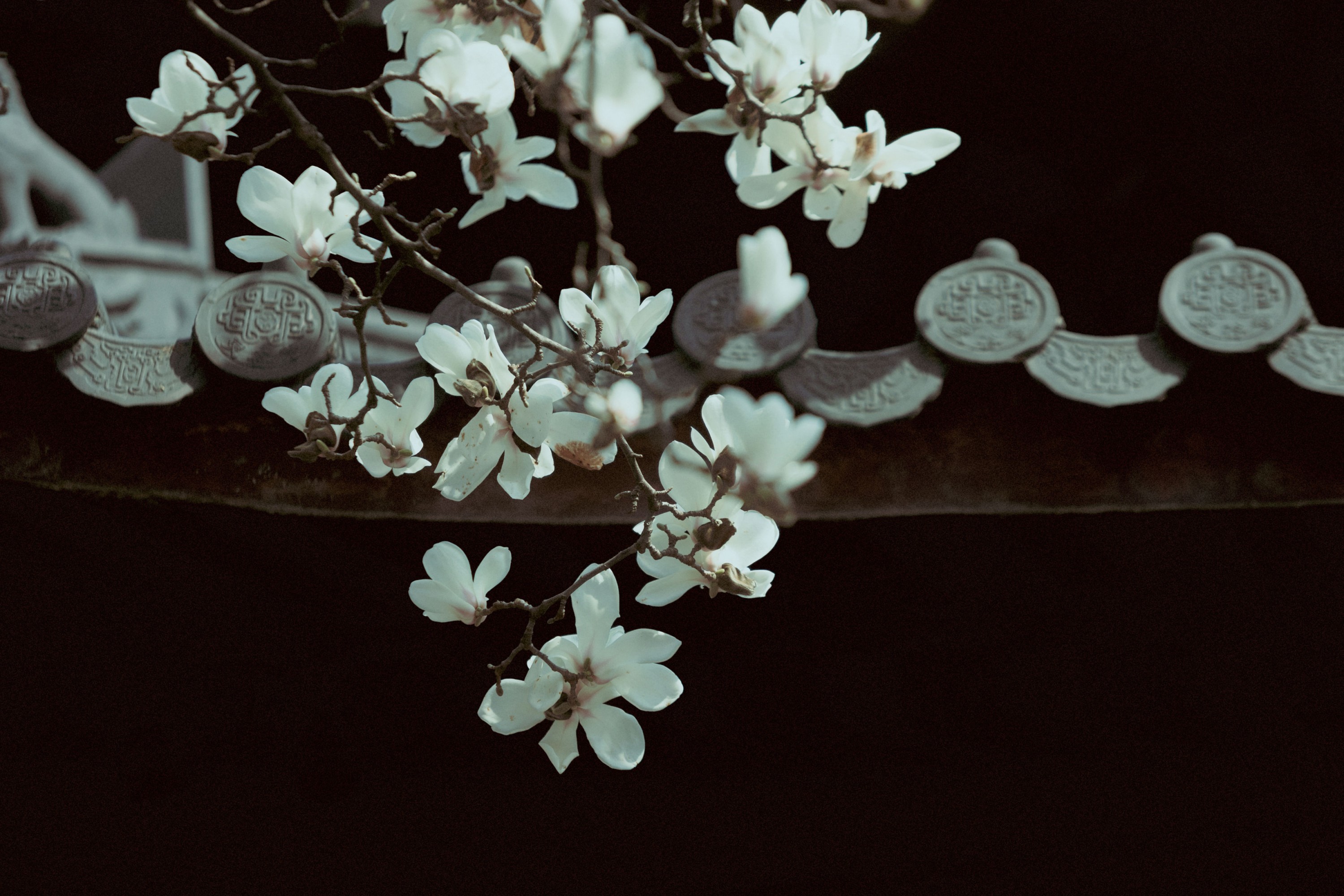 《灵谷寺玉兰》[16P]