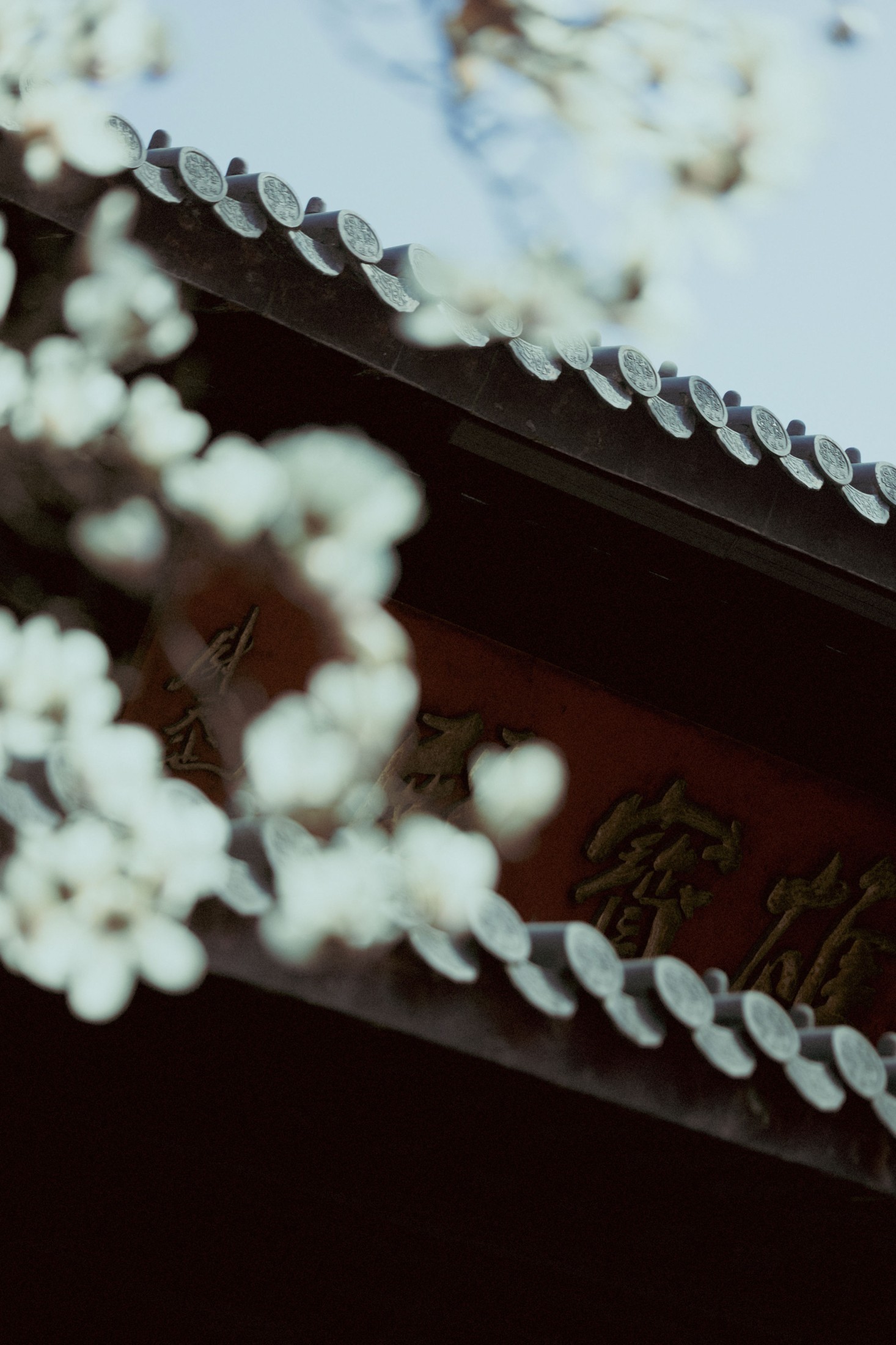 《灵谷寺玉兰》[16P]