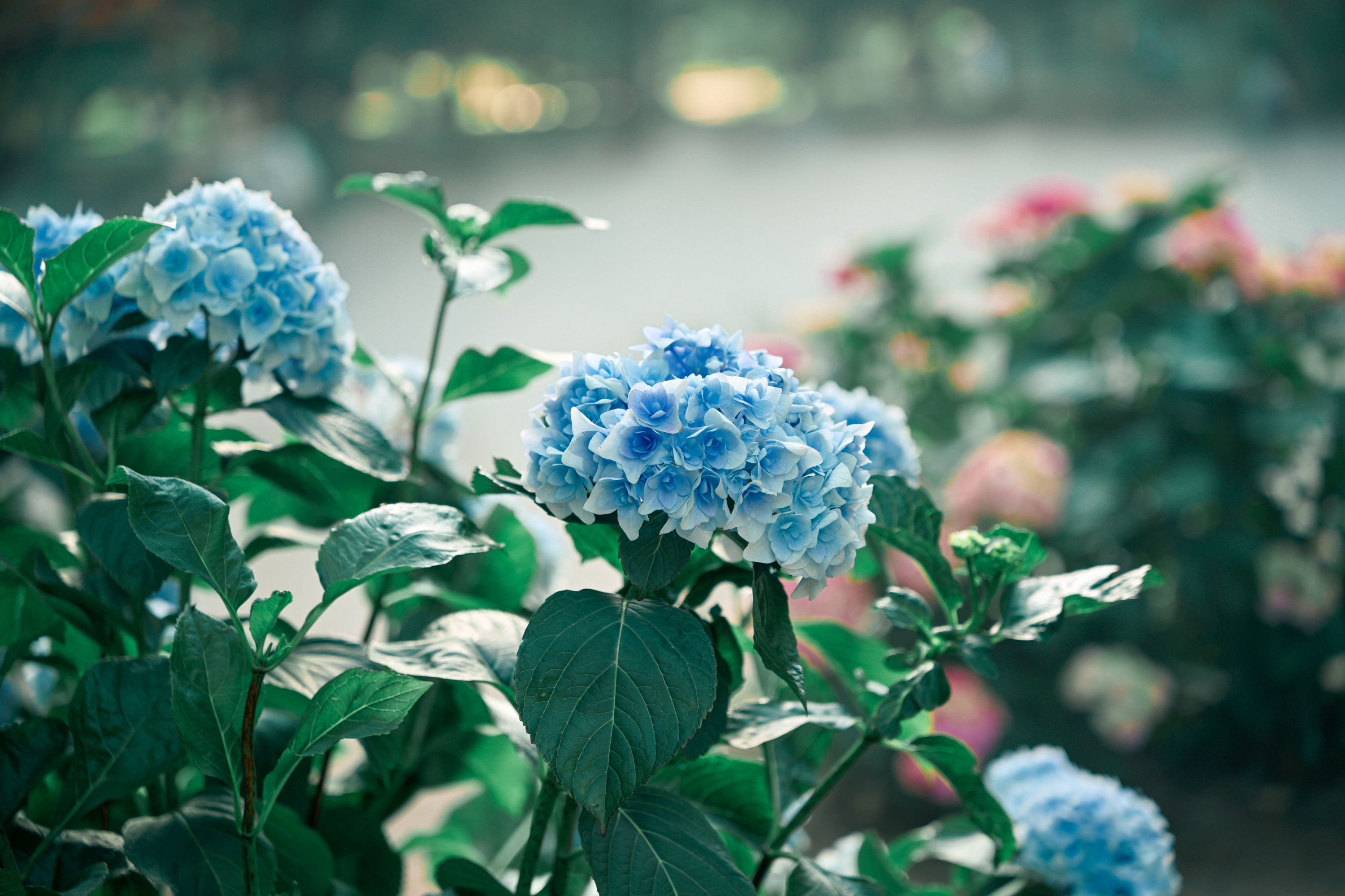 《绿意的春天是夏天的开始》[15P]