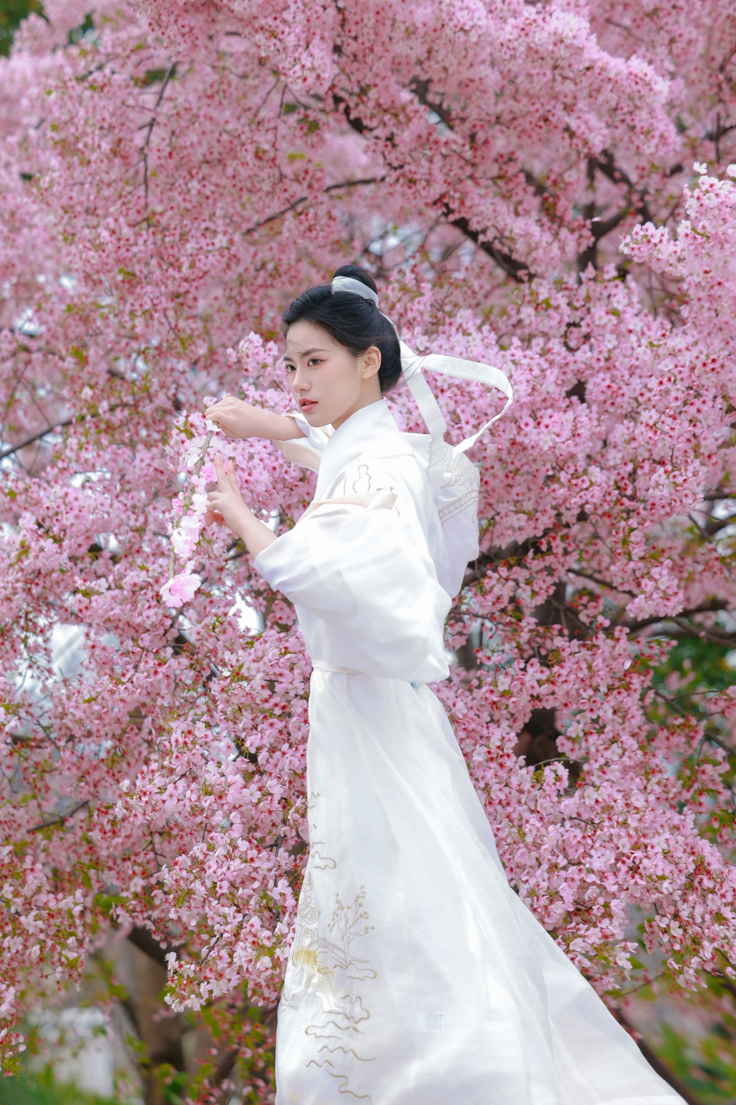 《樱花树下白衣卿》[42P]