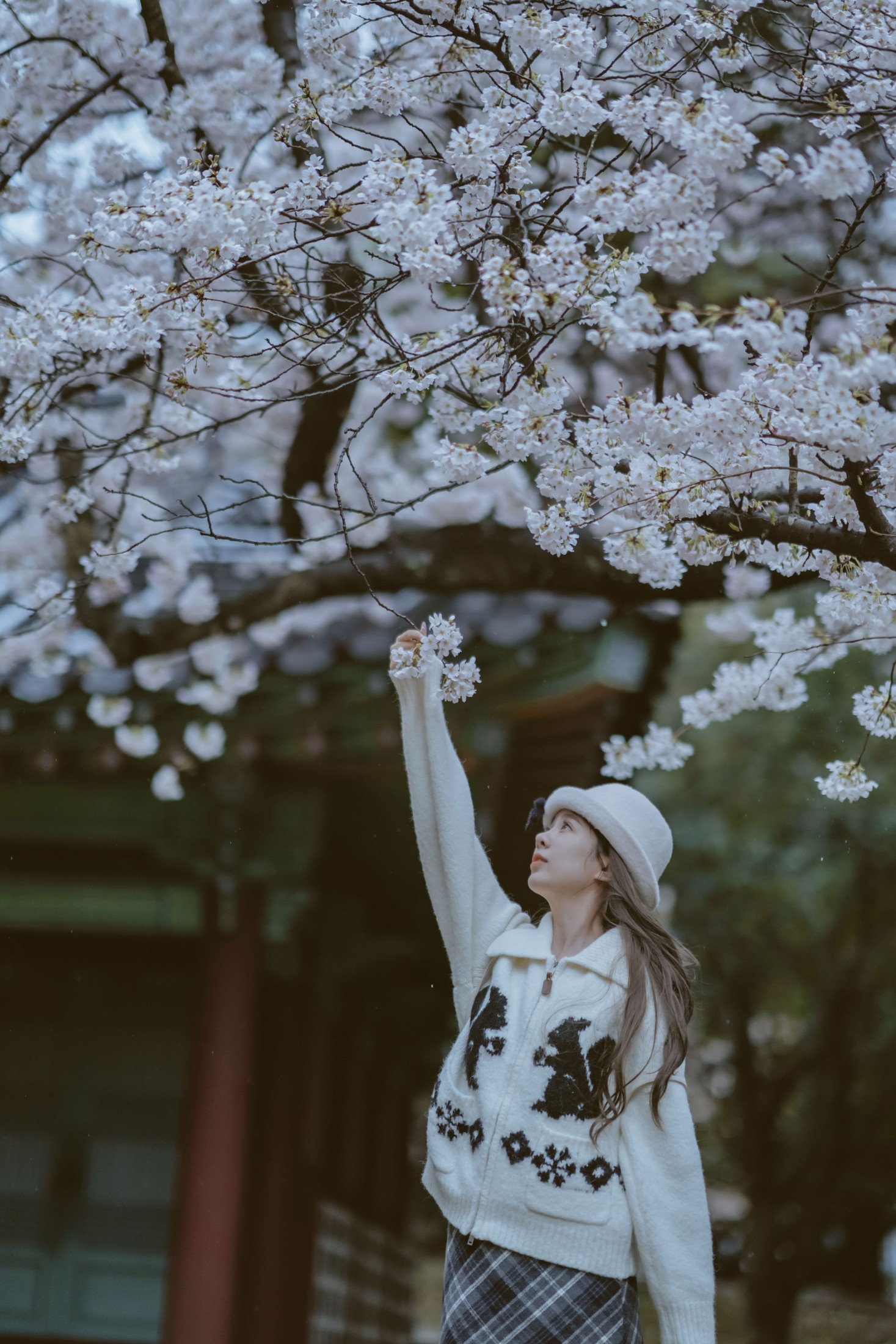 《是花开的那一天》[11P]