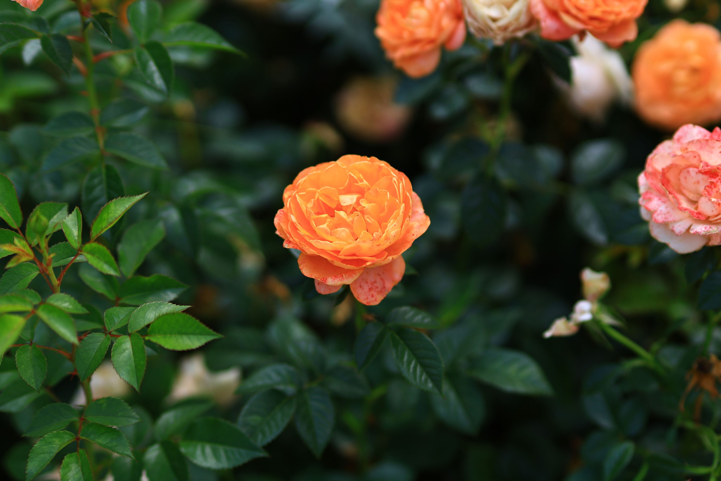 《花开》[13P]