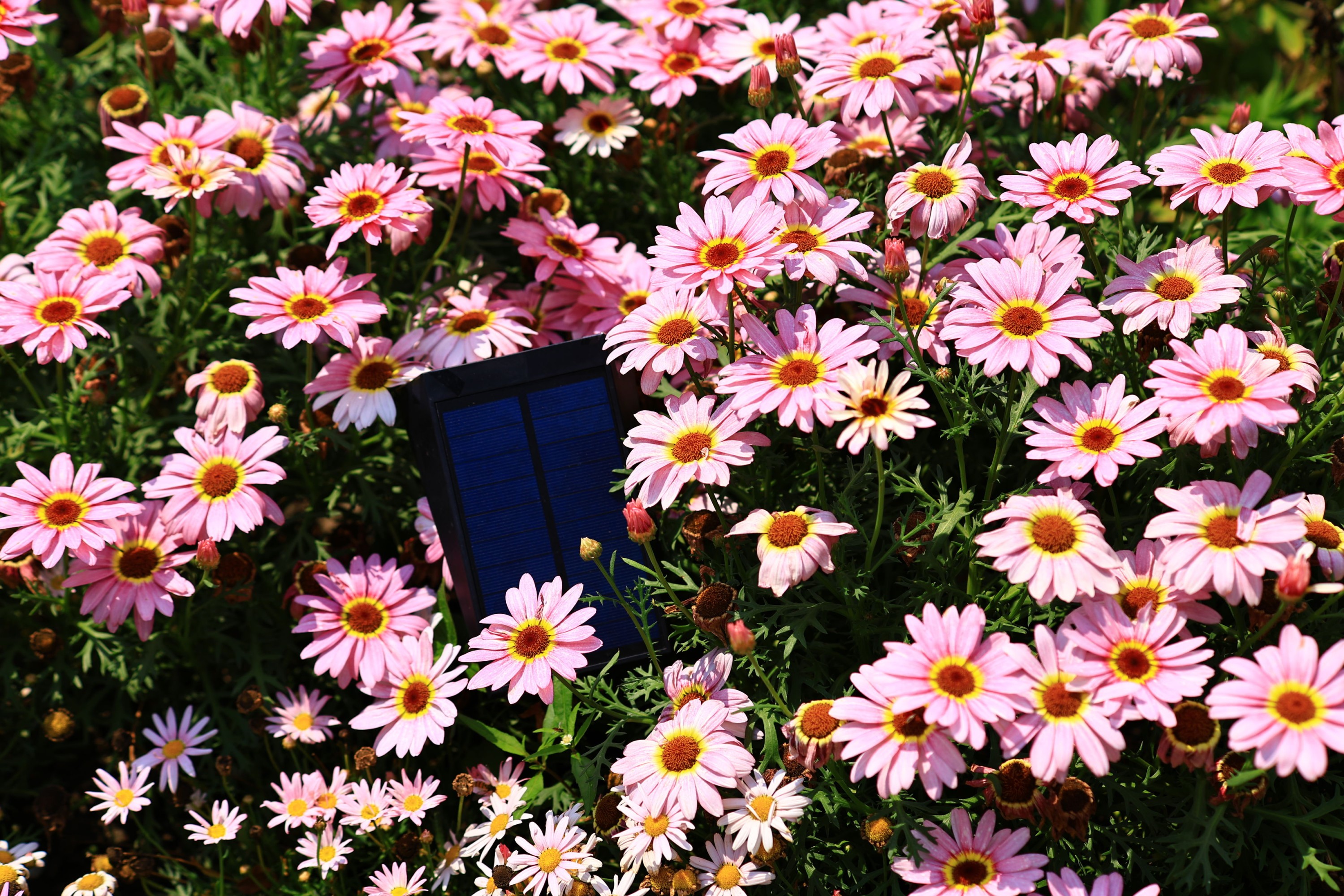 《花开》[13P]