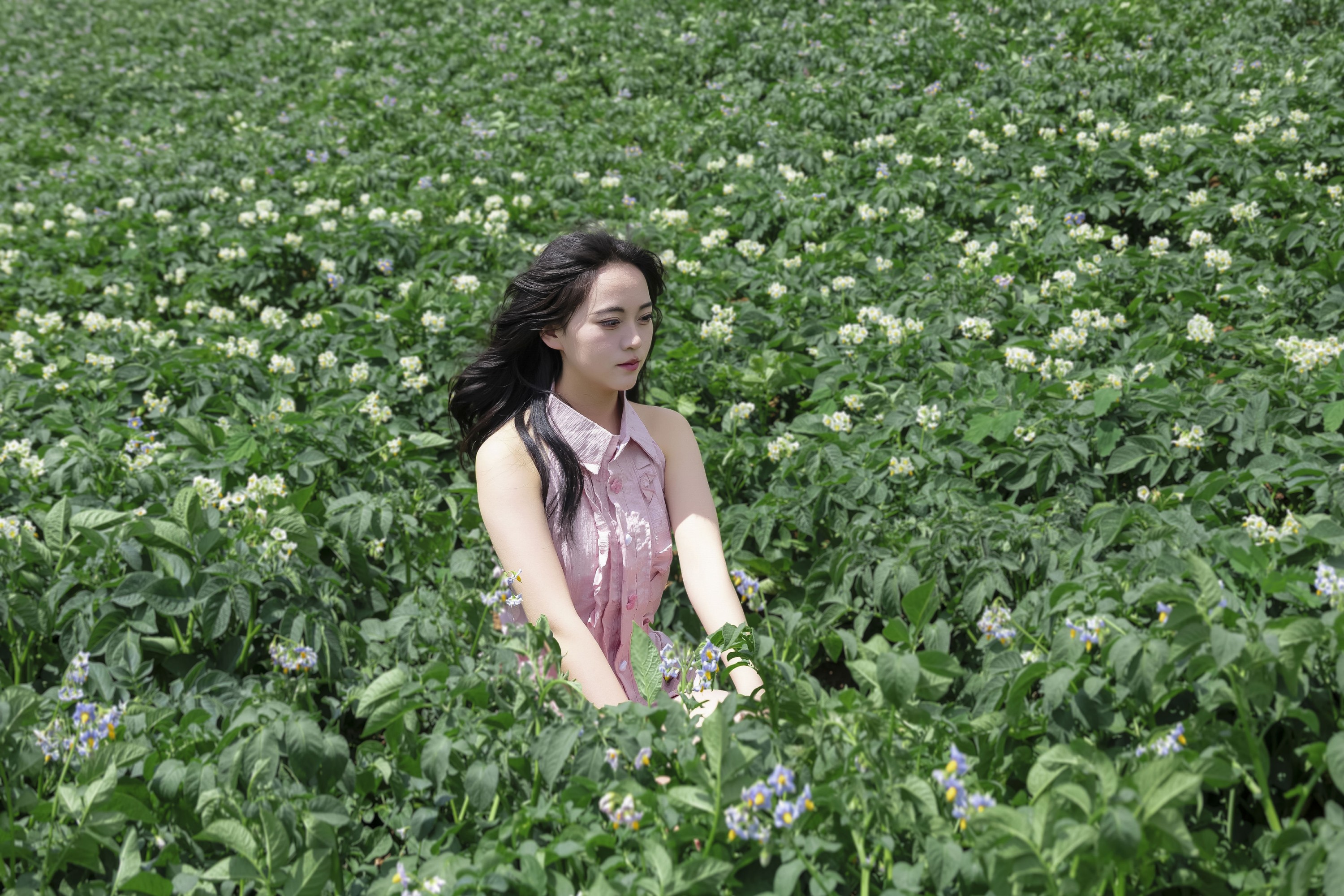 《马铃薯洋芋地粉色美女写真》[10P]