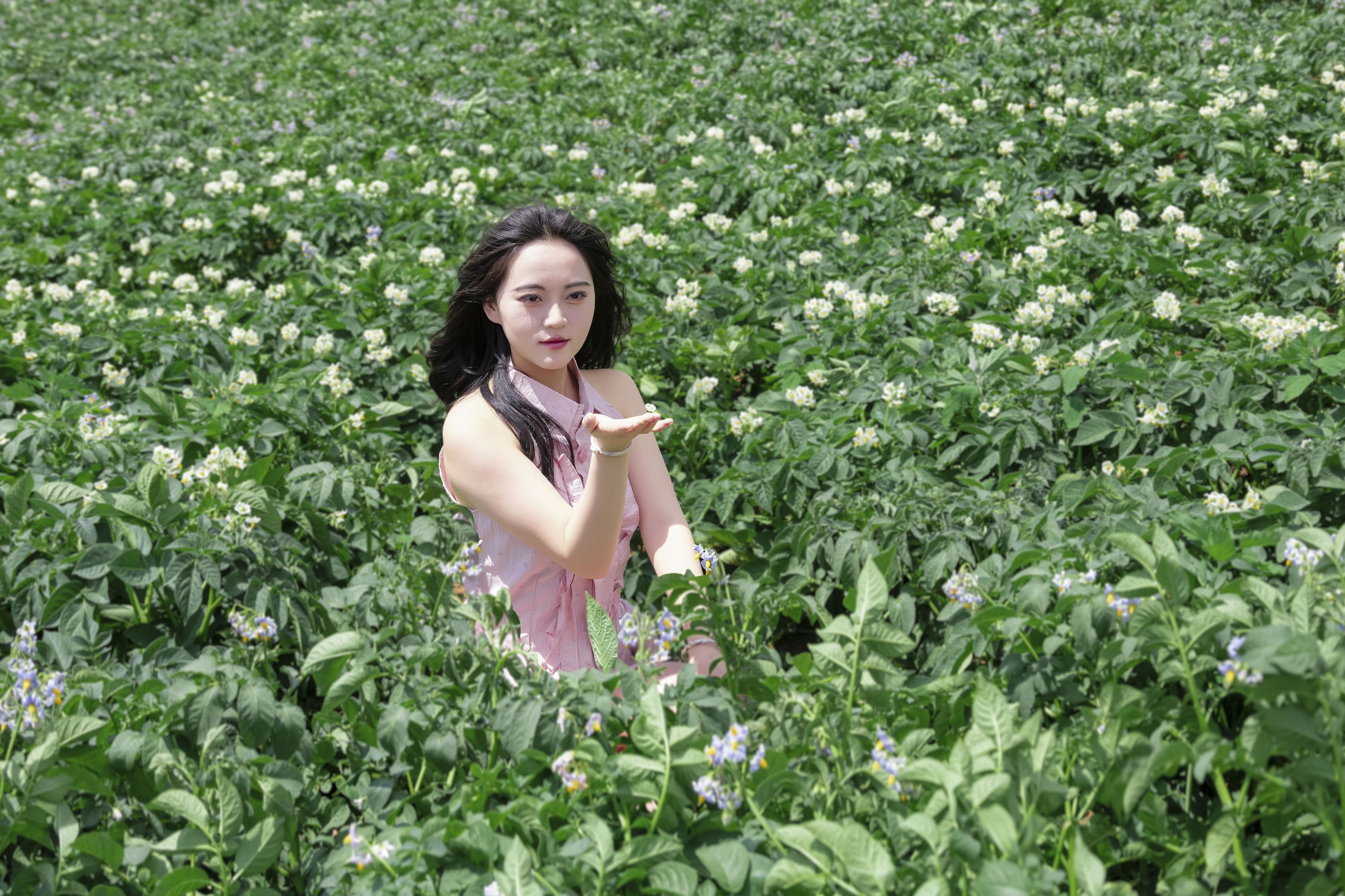 《马铃薯洋芋地粉色美女写真》[10P]