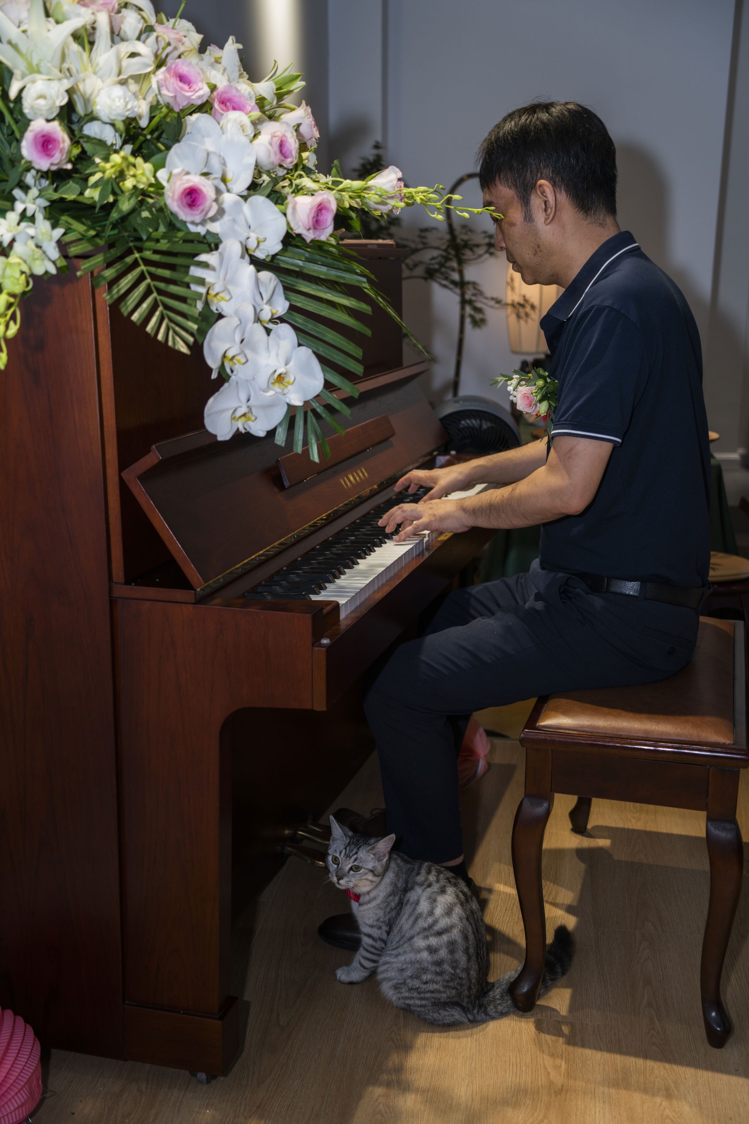 《好奇猫，觅琴音》[9P]