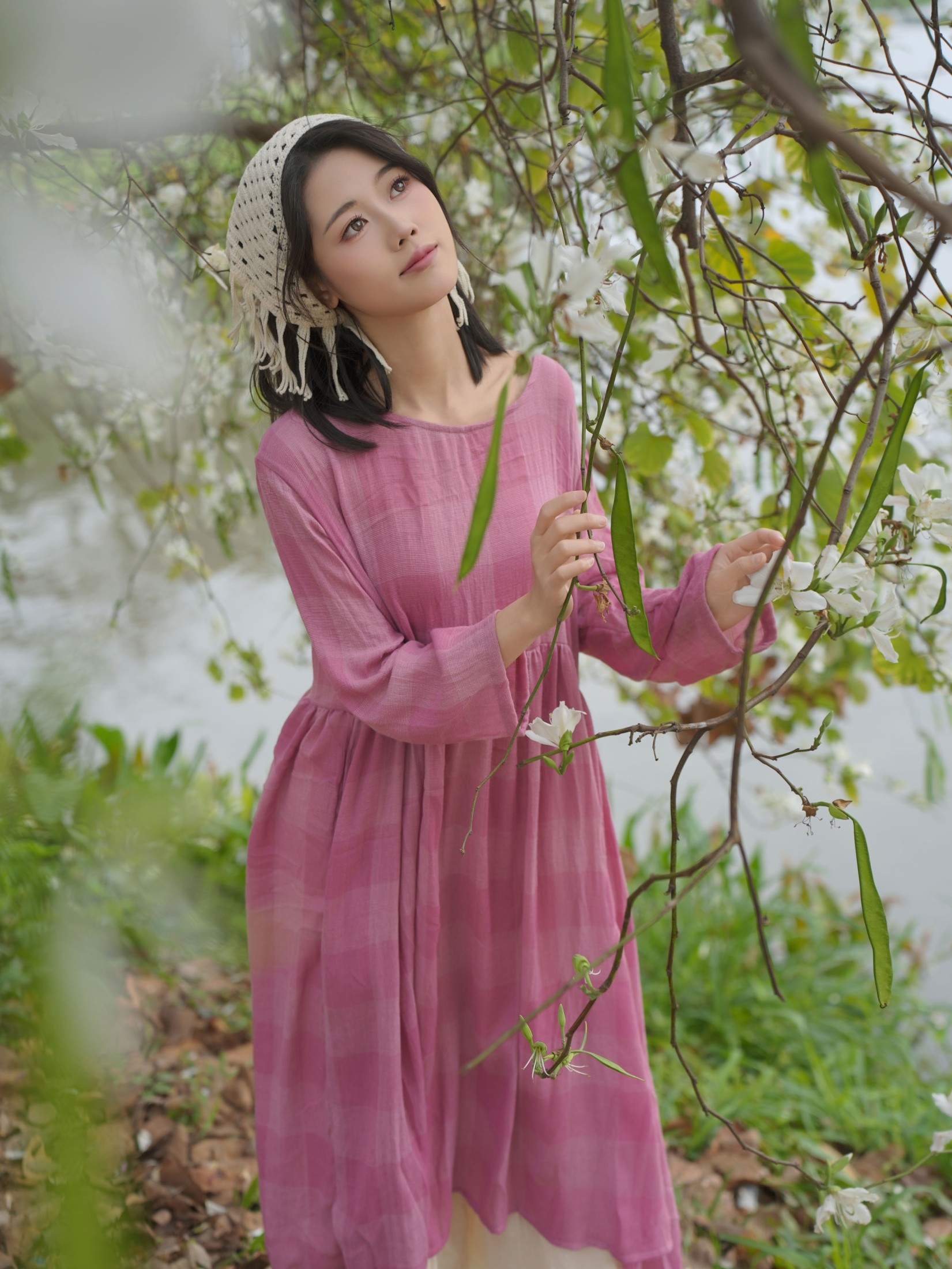 《紫荆花树下和三角梅》[20P]