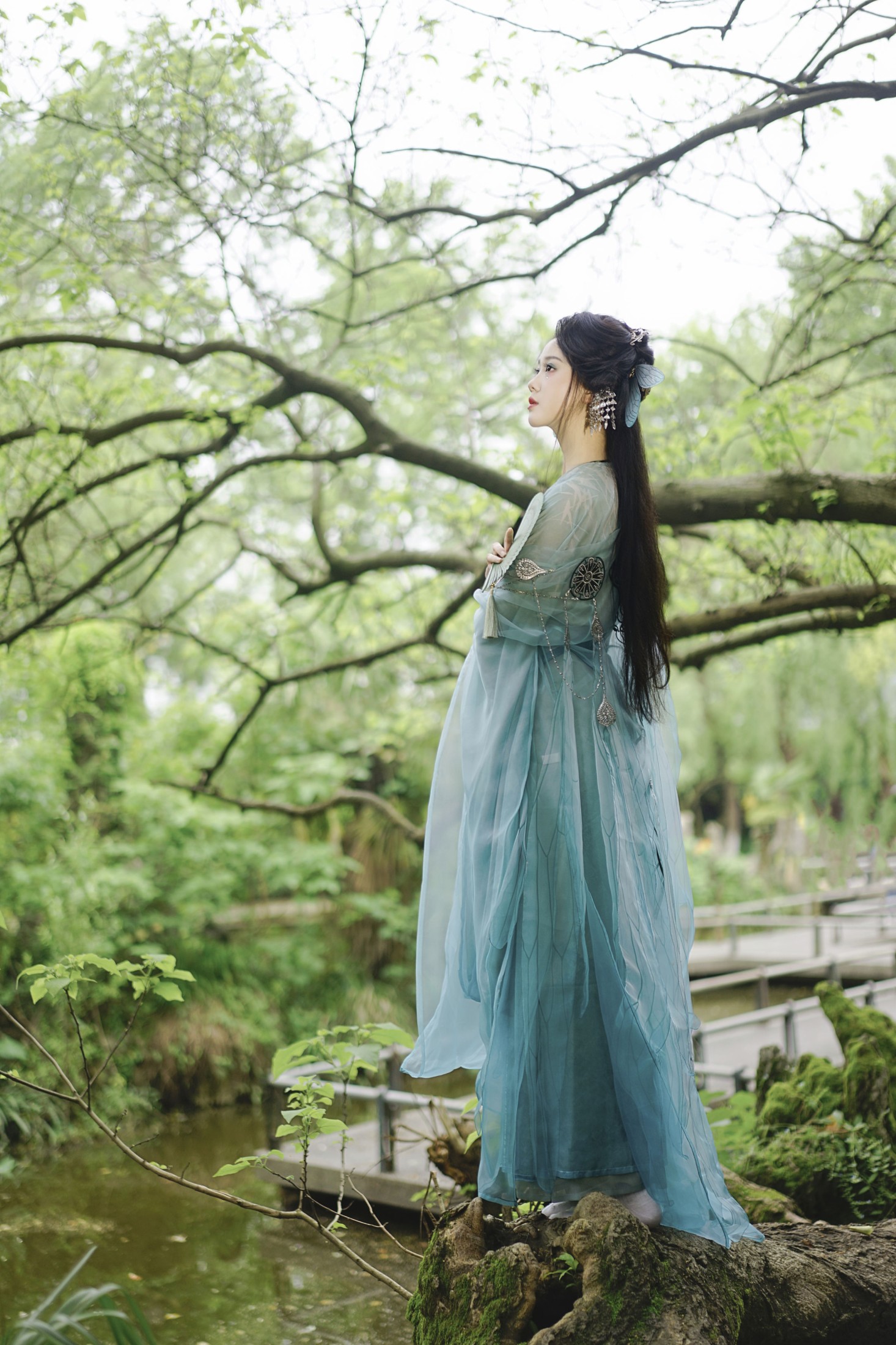 树上蝉