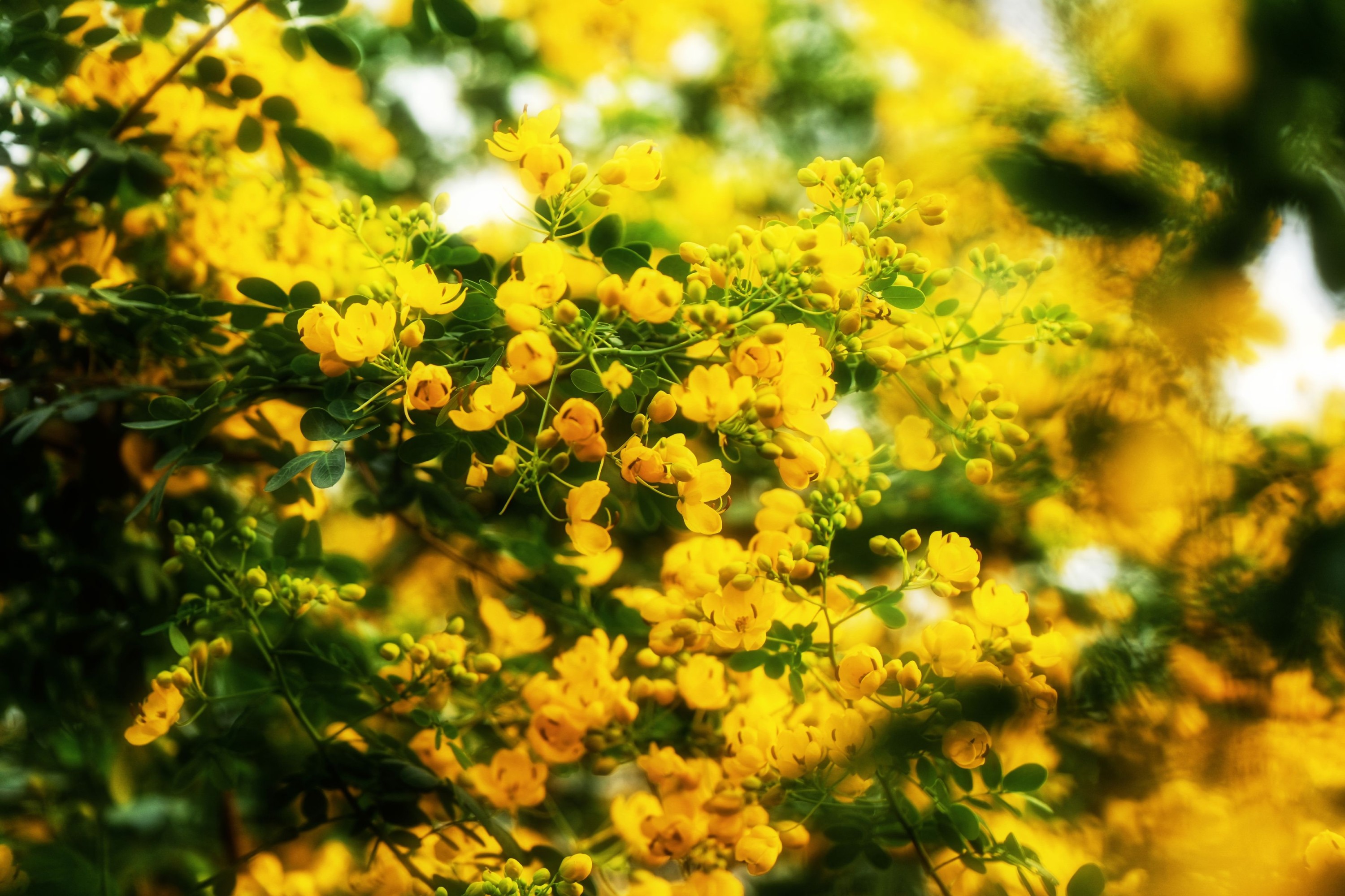 《秋日黄花》[13P]